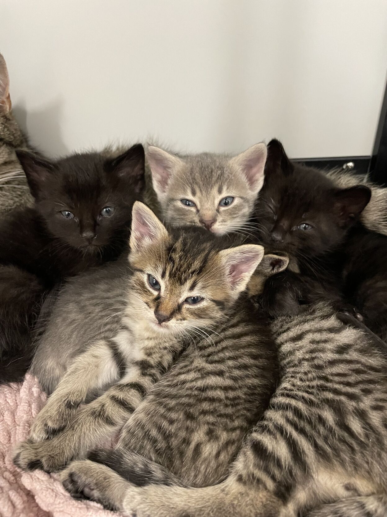 Kittens